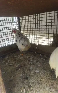 مرغ و خروس