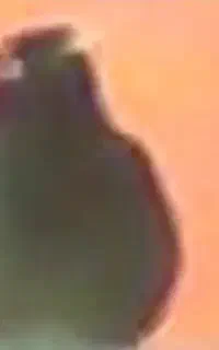 مرغ مینا گمشده