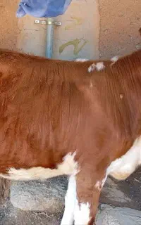 گوساله سیمیتال ماده