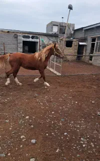 اسب مادیون