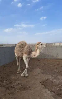 شترسفید آروم برا محرم