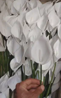 لاله و شیپوری عمده
