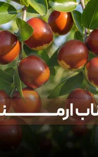 انواع نهال مثمر و غیرمثمر ارسال فوری +با ضمانت