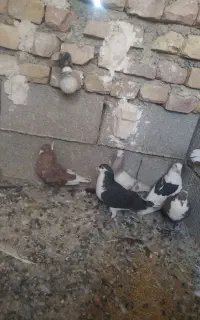 نر سوراخ