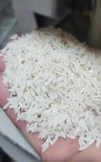 برنج هاشمی محلی فریدونکنار