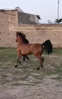 مادیان ترکمن
