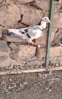 کفتر نصل دار