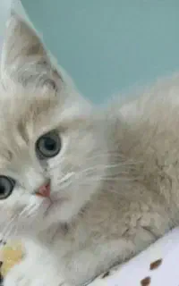 گربه