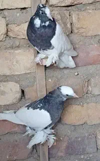 کبوتر کفتر طوقی