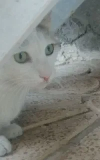 گربه