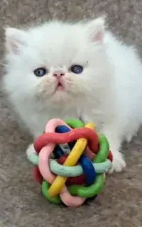 بچه گربه