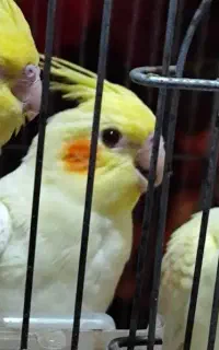 عروس هلندی دو ماهه