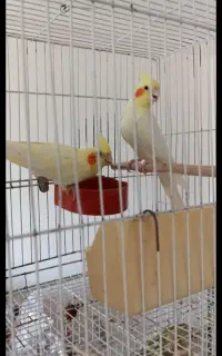 عروس هلندی بالغ