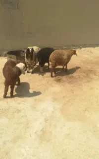 ۴راس بره ماده