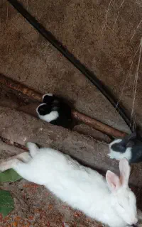 خرگوش مادر و بچه