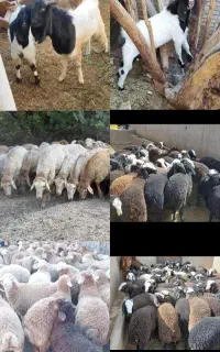 گوسفند زنده بره نر بره ماده و شیشک باقصابی رایگان