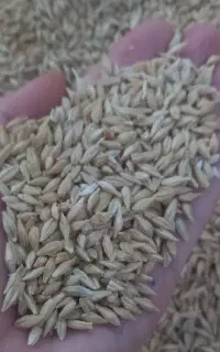 جو آبی