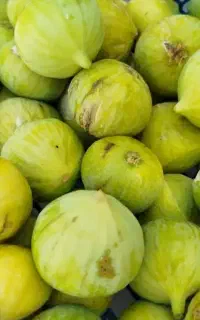 انجیر تازه چین انجیر سفید گرگان کیلویی۱۵۰