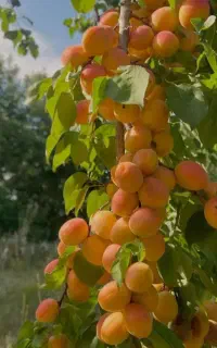 نهال‌های وارداتی و اصلاح‌شده