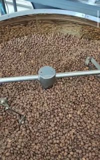 پخش دان سبز قهوه و رست شده