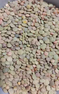عدس تازه کالپوش