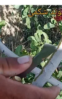 پیوند انواع درخت میوه و پسته و بادام و...