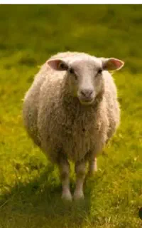 کارگر برای کار کشاورزی و چوپانی