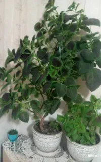 حسن یوسف سرحال وخوشگل وسالم
