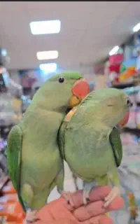 جوجه شاه طوطی چشم سیاه سخنگو نر سروکله دار رام رام