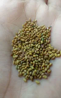 600کیلو بذر یونجه محلی تضمینی