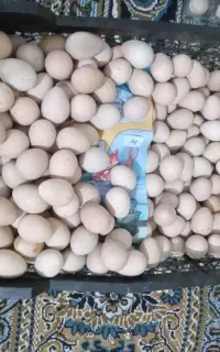 تخم بلدرچین کوهی