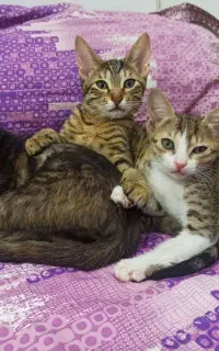 بچه گربه