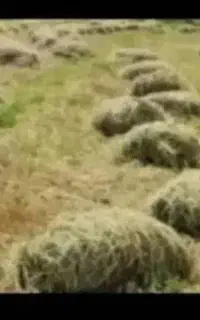 یونجه خشک