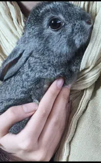 خرگوش