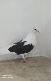 کبوتر باخت رفته