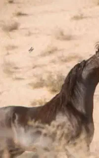 عرب دو سر (وارداتی