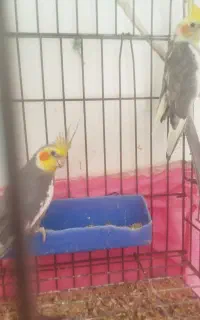 فروش دو عدد عروس هلندی نر و ماده با قفس
