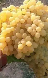 کشمش طبیعی انگورعسکری