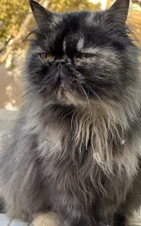 گربه پرشین ماده