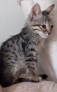 گربه