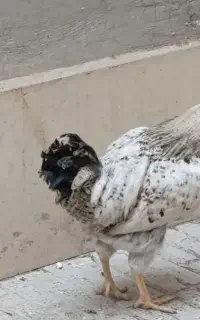 خروس محلی زیبا ۸ ماهه