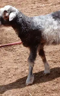 بره ماده