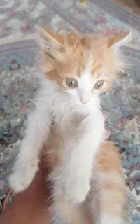 گربه پشمالو