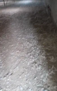 ۱۵تن کود اردک فیلم کود خشک اردک