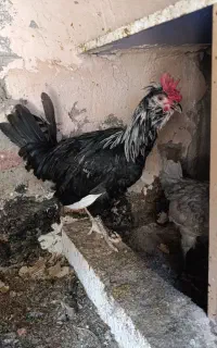 سه عدد خروس گلین فول ریش اصل