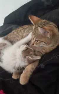 گربه
