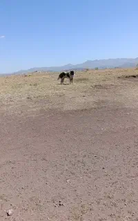واگذاری سگ