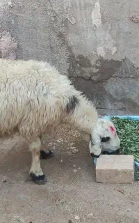 میش ابستن