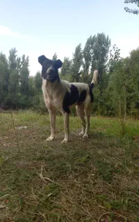 سگ گوسفندی ونگهبانی