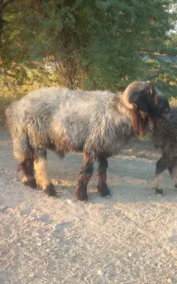 نرمیش